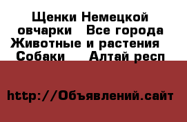 Щенки Немецкой овчарки - Все города Животные и растения » Собаки   . Алтай респ.